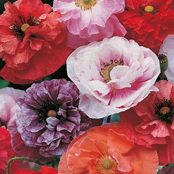 Poppy Seeds Dawn Chorus 200/1000/2000 Double/Semi-double/Pastel/Picotees Flower Garden Plant Seeds Papaver