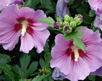 Hibiskussamen Rose von Sharon Samenpäckchen*Rose von Althea*Verträgt Hitze/Feuchtigkeit*Koreanische Rose*Hibiscus syriacus*Strauchbaumsamen