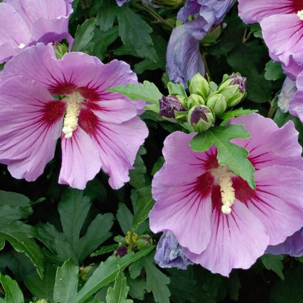 Hibiscus Seeds Rose of Sharon Seeds Packets*Rose of Althea*Tolerates Heat/Humidity*Korean Rose*Hibiscus syriacus*Shrub Tree Seeds