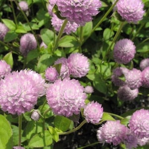 Graines de rose Buddy Gomphrena - Amarante globe, fleurs séchées, fleurs de jardin vibrantes, parfaites pour les bouquets, 50 graines pour le jardinage