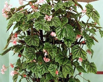 Blooms625 ベゴニア ルージュ バリエガタ ベゴニア ベゴニアの種子 30