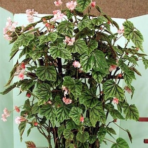 100 Metallic Leaf Begonia Garden Seeds*Begonia incarnata/metallica*Metal Leaf*AGM Award*Indoor/Outdoor Plant*Beautiful Foliage*Pink Flowers*
