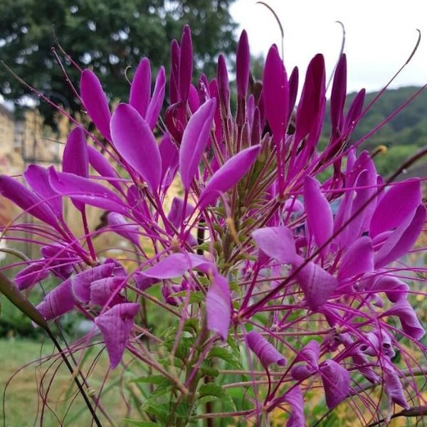 105/500 Cleome Violet Queen Spider Flower Seeds*5-6 in Fragrant Flowers*Spider Plant*Aromatic leaves*Cleome hassleriana/spinosa Garden Seeds