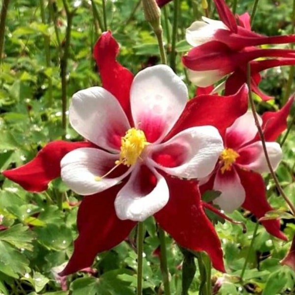 25 Hobbit Akelei Samen*Aquilegia caerulea*Kompakte Version von Crimson Star*Schnittblumen*Container*Kleine Gärten*Schattenpflanzen*FLACHSCHIFF