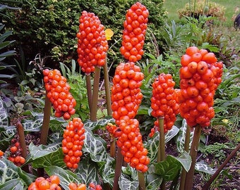 20 semillas de aro italiano *Lords and Ladies*Lirio italiano*Planta de follaje de sombra*Arum italicum ssp italicum*Pinta de cuco*Naranja/Rojo/Blanco/Verde
