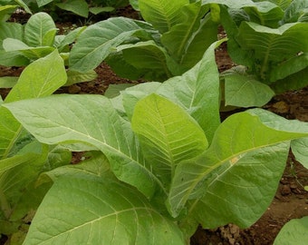 100/1000 Semillas de plantas de tabaco cultivadas*Cultive su propio tabaco*Nicotiana tabacum*Planta herbácea anual*ENVÍO A TARIFA PLANA en todo el mundo