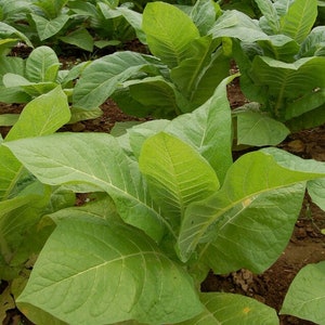 100/1000 Cultivated Tobacco Plant Seeds*Grow Your Own Tobacco*Nicotiana tabacum*Annual Herbaceous Plant*FLAT RATE SHIPPING Worldwide