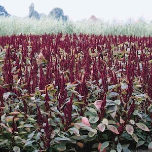 Può includere: Un campo di piante di amaranto rosso, anche conosciute come amore-che-sanguina, con alte piume piumate.