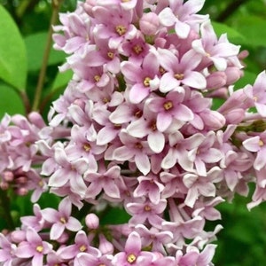 Syringa Hungarian Lilac Shrub Seeds*Lady Josikas Lilac*Fragrant*Fully Frost Hardy*Deep Lilac Pink Flower Seeds*Syringa josikaea Flower Seeds Garden Seeds Plant Seeds Gardening Flowers Samen Flower Plants Rare Seeds Flower Garden heirloom semi packet