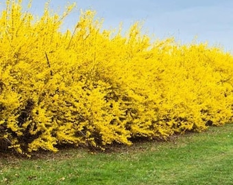 Forsythia suspensa*Abundantes flores amarillas aparecen ANTES que las hojas*Forsythia suspensa*Hängende Forsythie*Semillas de arbusto de jardín de flores*