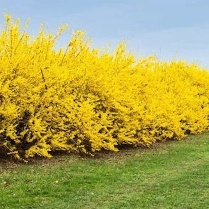 50 Weeping Forsythia*Profuse Yellow Flowers are borne BEFORE the leaves*Forsythia suspensa*Hängende Forsythie*Flower Garden Shrub Seeds*