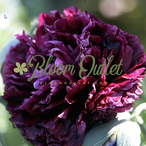 Black Peony Poppy Flower Seeds*Huge 4-5 in Fully Double Almost Black Flowers*Papaver*Schwarzer Mohnsamen*Saatgut*FLAT RATE SHIP