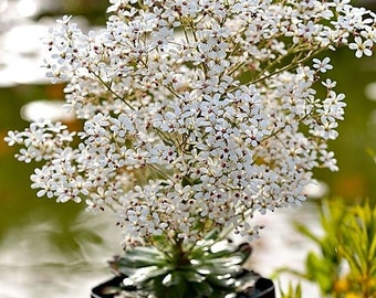 100/500 Semillas de suculentas saxífragas piramidales * Semillas de plantas de cotiledón de saxífraga * 24 pulgadas de alto Flores * Perennes * Plantas de contenedor * Jardines de rocas * Sombra