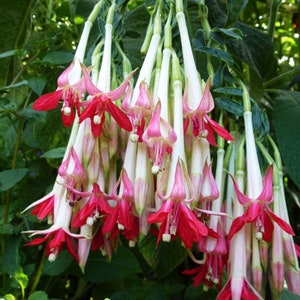 25/100/200 Fuchsia Red/White Bicolored Flower Seeds*Fuchsia boliviana Alba*4-6 in/10-15cm Flowers in groups of 12 or more*Shade Garden Plant