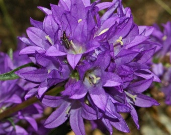 1000 Bellflower Garden Seeds Superba/odessa*clustered Bell Flower