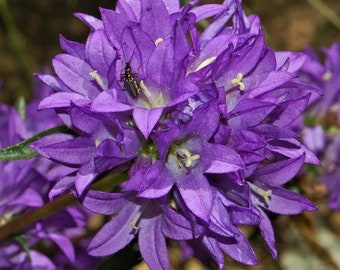 1000 Bellflower Garden Seeds Superba/Odessa*Clustered Bell flower*Deep Purple Violet Flower Plant*Campanula glomerata var dahurica*Perennial