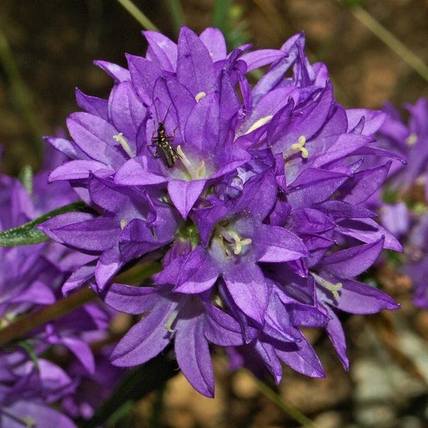 1000 Bellflower Garden Seeds Superba/Odessa*Clustered Bell flower*Deep Purple Violet Flower Plant*Campanula glomerata var dahurica*Perennial