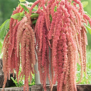 200/500 Coral Fountain Amaranth Planting Seeds*Coral Pink Flowers 1-3 ft*Love lies Bleeding*Tassel Flower Garden Seeds*Rosa Fuchsschwanz