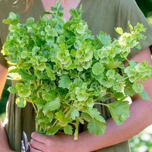 Op de afbeelding: Een bos groene klokjesbloemen met delicate, klokvormige bloemen. De bloemen zijn in een bosje gerangschikt en worden vastgehouden door een hand.