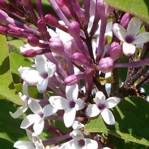 50/200 Lilac Little leaf Flower Garden Seeds*Littleleaf*Syringa pubescens Plant Seeds