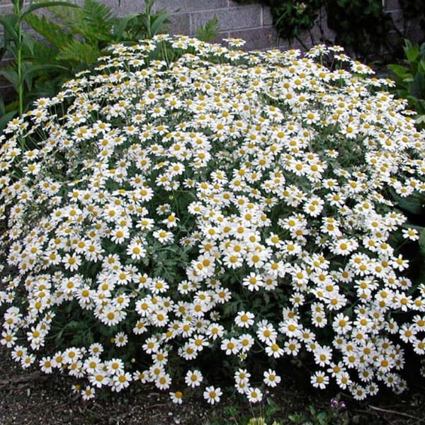 168/500 Jackpot Snow Daisy Tansy Seeds*Million Blooms Perennial Plant Seeds Gardening Gift