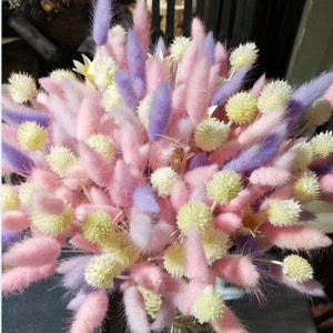 100/500 Bunny Tails Ornamental Grass Seeds *Hare's Tail* Self Seeds*Cut/Dried flowers*Can be Dyed for Crafts*Lagurus Annual Garden Seeds*