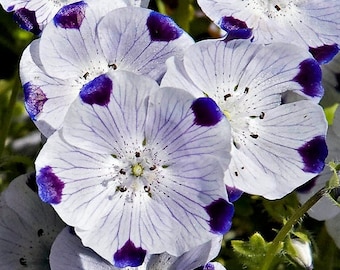 25/200/1000 Nemophila Five Spot Flower Seeds*Nemophila maculata*White/Dark Purple-Blue Spot*Full Sun to Full Shade Garden Plant*Cool Climate