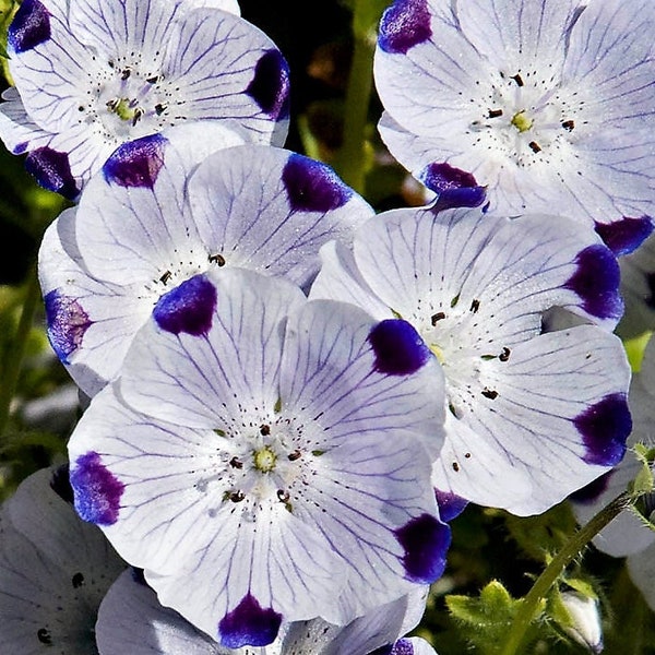 25/200/1000 Nemophila Five Spot Flower Seeds*Nemophila maculata*White/Dark Purple-Blue Spot*Full Sun to Full Shade Garden Plant*Cool Climate