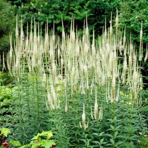 164/656 Culver&#39;s Root Gartensamen*Wurzel Samen Samen*Veronicastrum jungf. albiflorum*2006 Staudenpflanze des Jahres Schweden*FLAT SH
