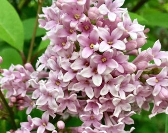 25/100 Hungarian Lilac Garden Shrub Seeds*Lady Josika's Lilac Syringa josikaea Flower Seeds