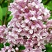 see more listings in the Tree, Shrub & Vine Seeds section