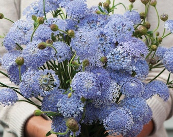 100 Didiscus Madonna Lavender Blue Seeds*Blue Lace Flower*Sweet Scented*Cut Flower Gardens*Didiscus coeruleus Plants*Trachymene coerulea
