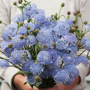 100 Didiscus Madonna Lavender Blue Seeds*Blue Lace Flower*Sweet Scented*Cut Flower Gardens*Didiscus coeruleus Plants*Trachymene coerulea