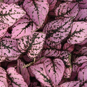 25 Hypoestes Splash Select Pink Polka Dot-plantenzaden