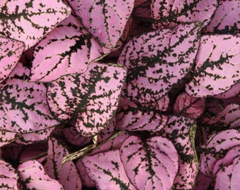 25 Hypoestes Splash Select Pink Polka Dot Plant Seeds*Hypoestes phyllostachya*Indoor Plant*Container Gardens*Heat/Shade Tolerant