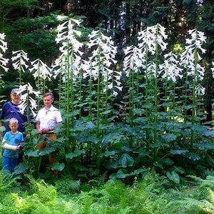 20/50 Great Himalayan Lily Garden Seeds*Enormous 8 in Flowers*Up to 9 ft tall*Hosta Leaves*Shade Plant*Cardiocrinum giganteum Seeds*FLAT SH