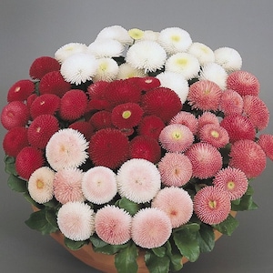 Bellis Tasso Mix Seeds*50 Pelleted Garden Seeds*English Daisy*Cute Fully Double Flowers*Container Plant*Bellis perennis*Edging Plant*FLAT SH