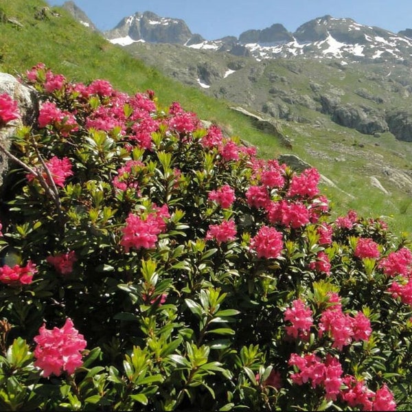 100/500 Rhododendron Alpine Rose Seeds*Alpenrose*Evergreen Shrub*Rose/Pink/Crimson Flowers*Profuse Bloomer*Rhododendron ferrugineum*FLAT SH