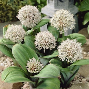 1,170 (9g) Allium karataviense Seeds*Award of Garden Merit*White Flowers*BULK WHOLESALE Flower Seeds