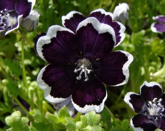 50 Nemophila Penny Black Garden Seeds*Nemophila menziesii var discoidalis*Pennie Black*Black Baby Eyes*Spills*Container Plants