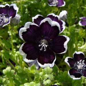50 Nemophila Penny Black Garden Seeds*Nemophila menziesii var discoidalis*Pennie Black*Black Baby Eyes*Spills*Container Plants