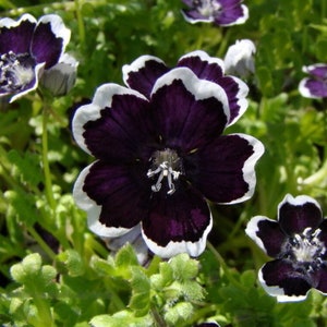 Nemophila Penny Black Garden Seeds*Nemophila menziesii var discoidalis*Pennie Black*Black Baby Eyes*Spills*Container Plants Flower Seeds Garden Seeds Plant Seeds Gardening Flowers Samen Flower Plants Rare Seeds Flower Garden heirloom graines packets