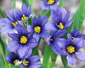 25 Moody Blues Blue Eyed Grass Garden Seeds*Sisyrinchium idahoense var. macounii*Blue Violet Flowers*1st Yr Flowering Perennial*Rock Gardens