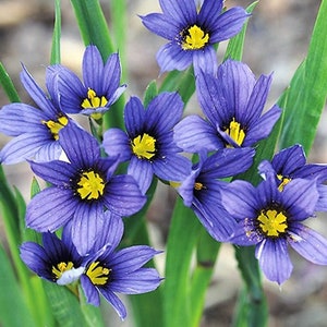 25 Moody Blues Blue Eyed Grass Gartensamen*Sisyrinchium idahoense var. macounit*Blau-Veilchen*Blühende Staude*Steingarten
