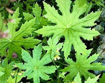 50/200 Peltoboykinia watanabei Garden Seeds*Full Shade Plant*Attractive Foliage Pink-Red Tone to Green*Leaves 12in(30cm)*Rare in cultivation