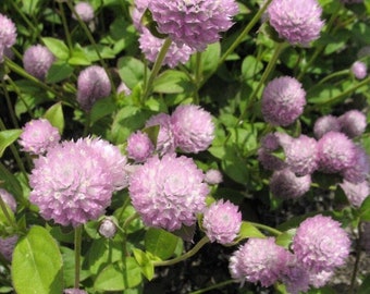 Gomphrena Buddy Rose Seeds – Globe Amaranth, Dried Flowers, Vibrant Garden Blooms, Perfect for Bouquets, 50 Seeds for Gardening