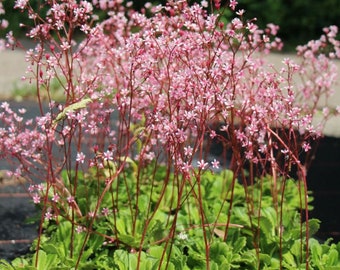 85/500 Semillas de Saxifraga Elliott's Variety (también conocida como Clarence Elliott), suculenta*Flores rosas/tallos rojos*Semillas de planta de sombra*Saxifraga umbrosa/urbium*