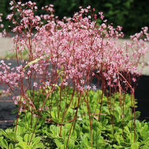 85/500 Saxifrage Elliott's Variety aka Clarence Elliott Succulent Seeds*Pink Flowers/Red Stems*Shade Plant seeds*Saxifraga umbrosa/urbium*