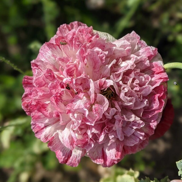 200/500/1000 graines de pavot pivoine antique flamande * énormes fleurs entièrement doubles de 5 pouces * héritage * résilles * Papaver * Mohnsamen * Saatgut * navire à tarif fixe