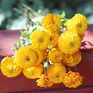 50 Zinnia Seeds Oklahoma Golden Yellow Flower Garden Seeds*Bred for Cut Flowers*Double to Semi-Double Bloom*Zinnia elegans*Zinnie